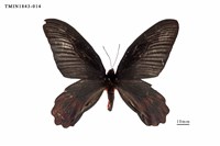 藏品(曙鳳蝶)的圖片